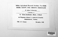 Microbotryum emodense image